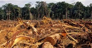 What Consequences Does Deforestation Have on the Environment?
